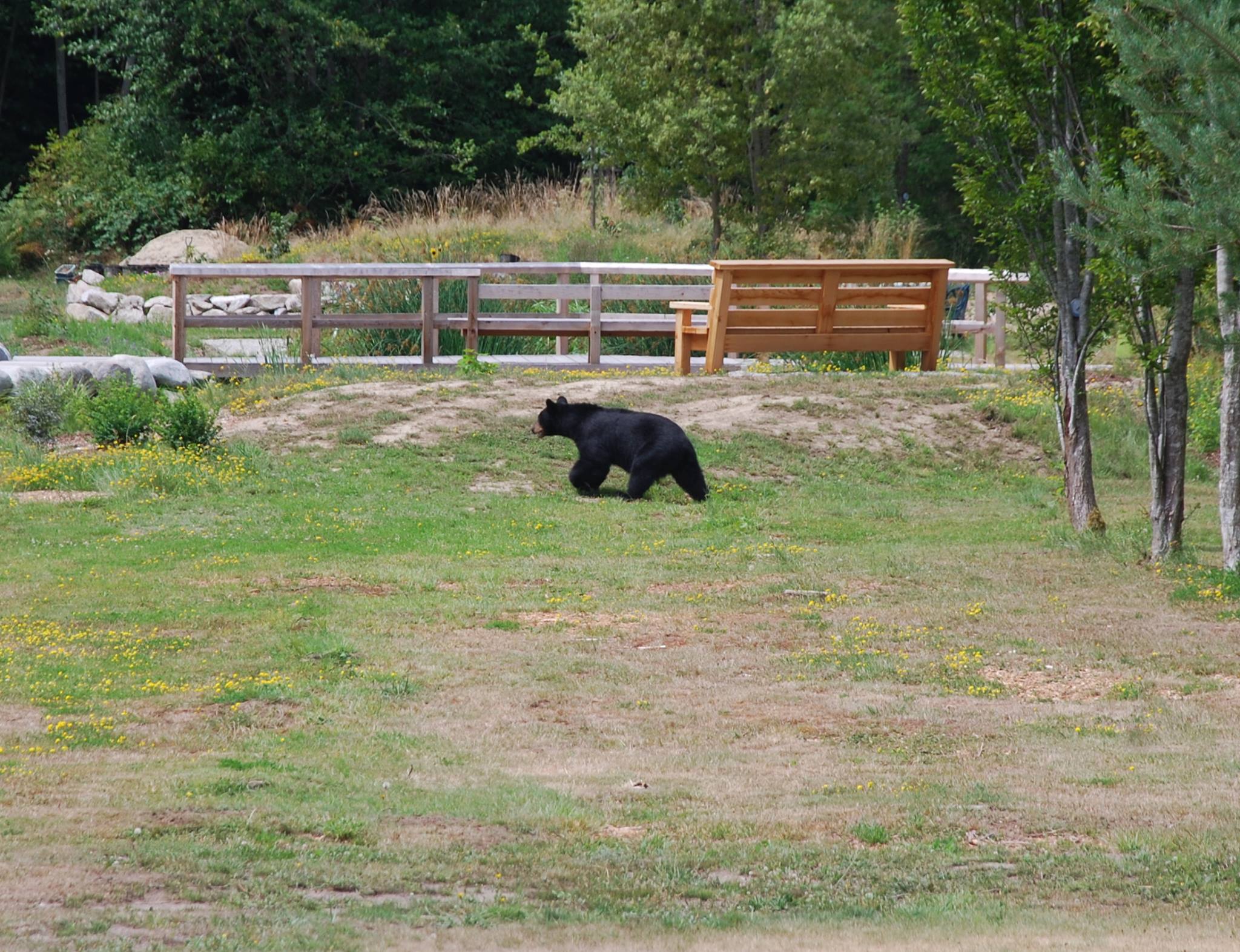 A distant capture of a sleek black bear roaming around the boardwalk of the Dragonfly Pond.