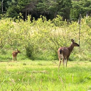A fawn (left) and a doe (right) are in a meadow and looking off to their right.