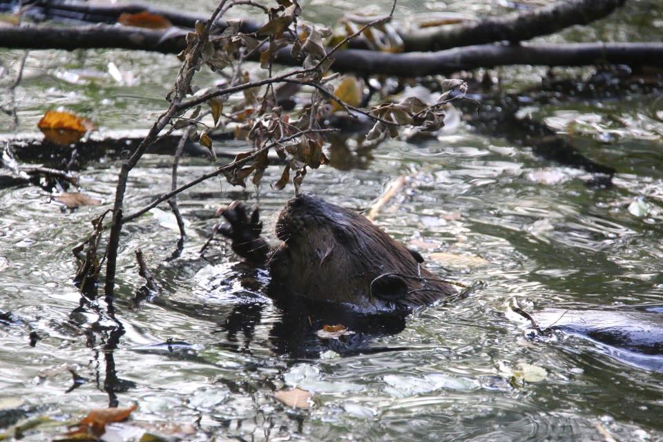 A beaver pops his head up from under the water of a ponds and paws at a branch above his head.