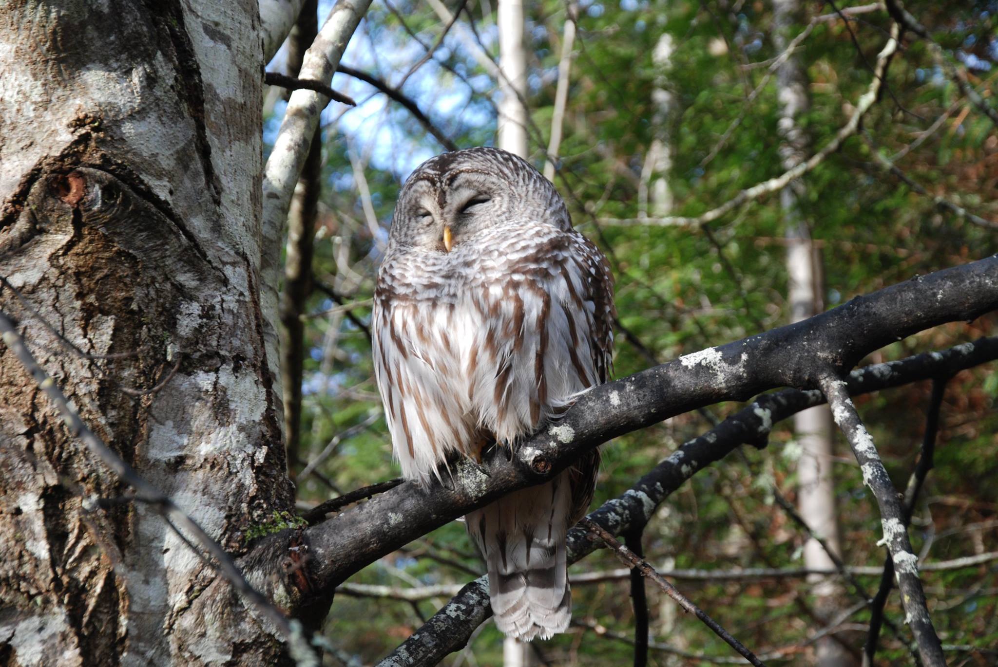 A large adult Barred Owl sits perched in a tree watching for its prey. This owl's head is round, and body is large and stout. Its plumage is silvery-white.