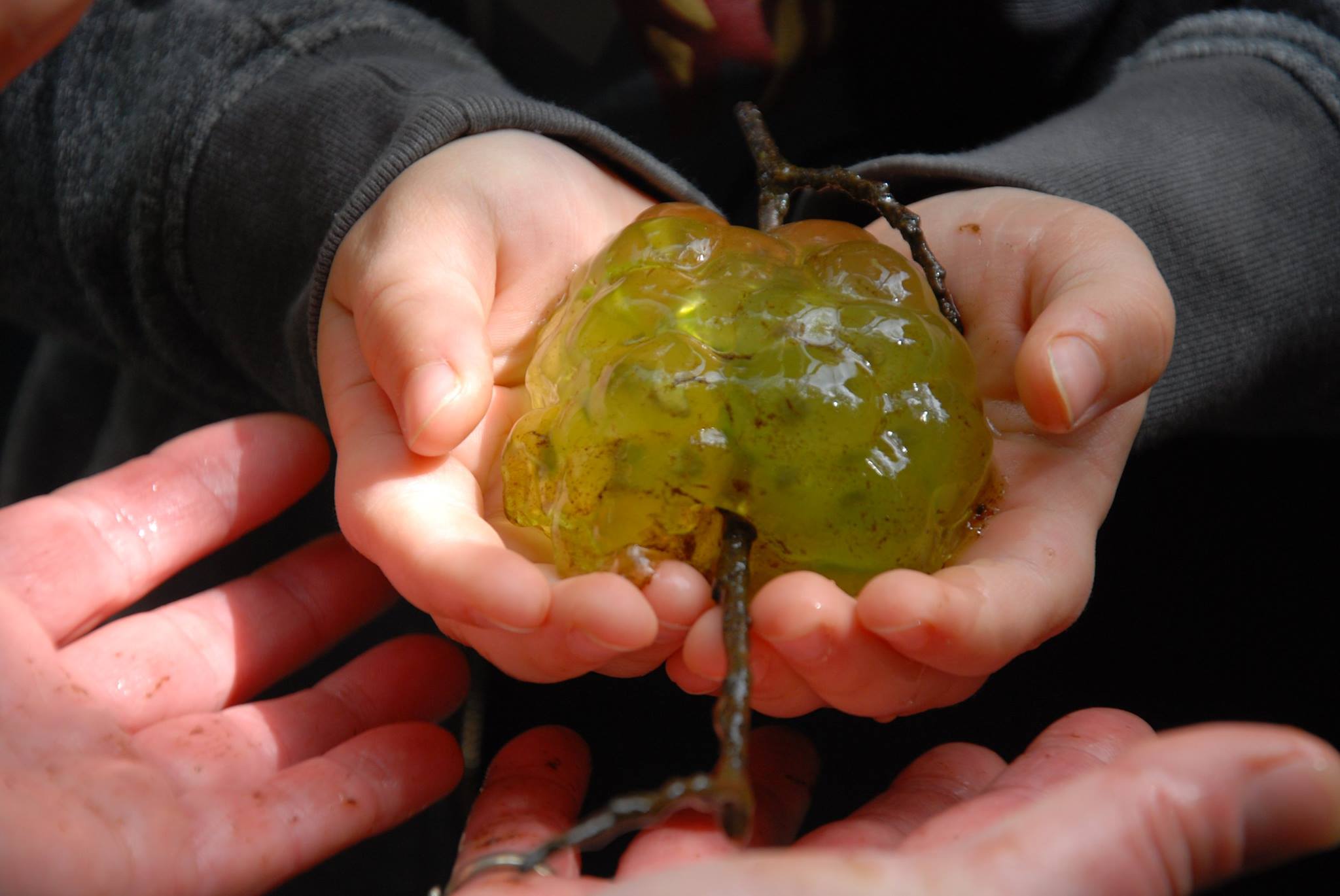 A close-cropped photo of a child's hands holding a transparent, mass of Salamander eggs.