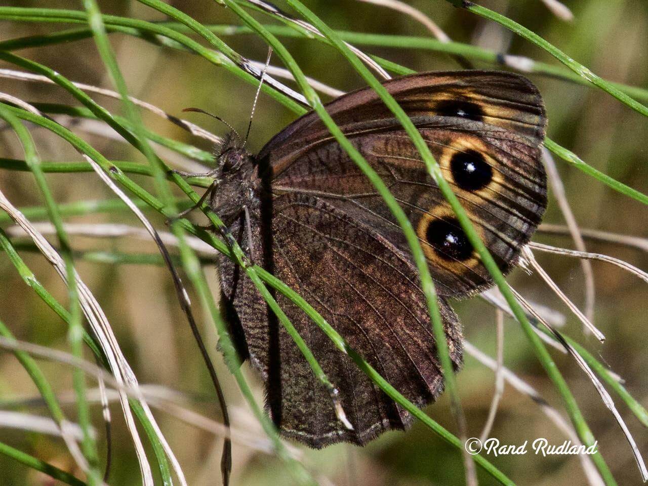 A close-up photo of a wood-nymph butterfly perched inside some grasses. It is mostly a grey-brown colour, but at the top of both of its forewings are two 'eyespots', yellow with a black centre, with a white dot in the middle.