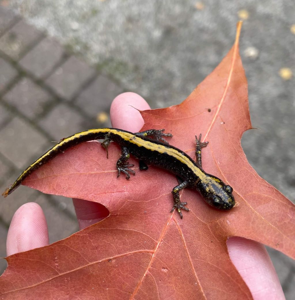 A close-up photo of a person's hand holding a leaf with a long-toed salamander laying on top of it. The salamander's body is dark grey, with a bold yellow stripe from its head all the way down to the tip of its tail.