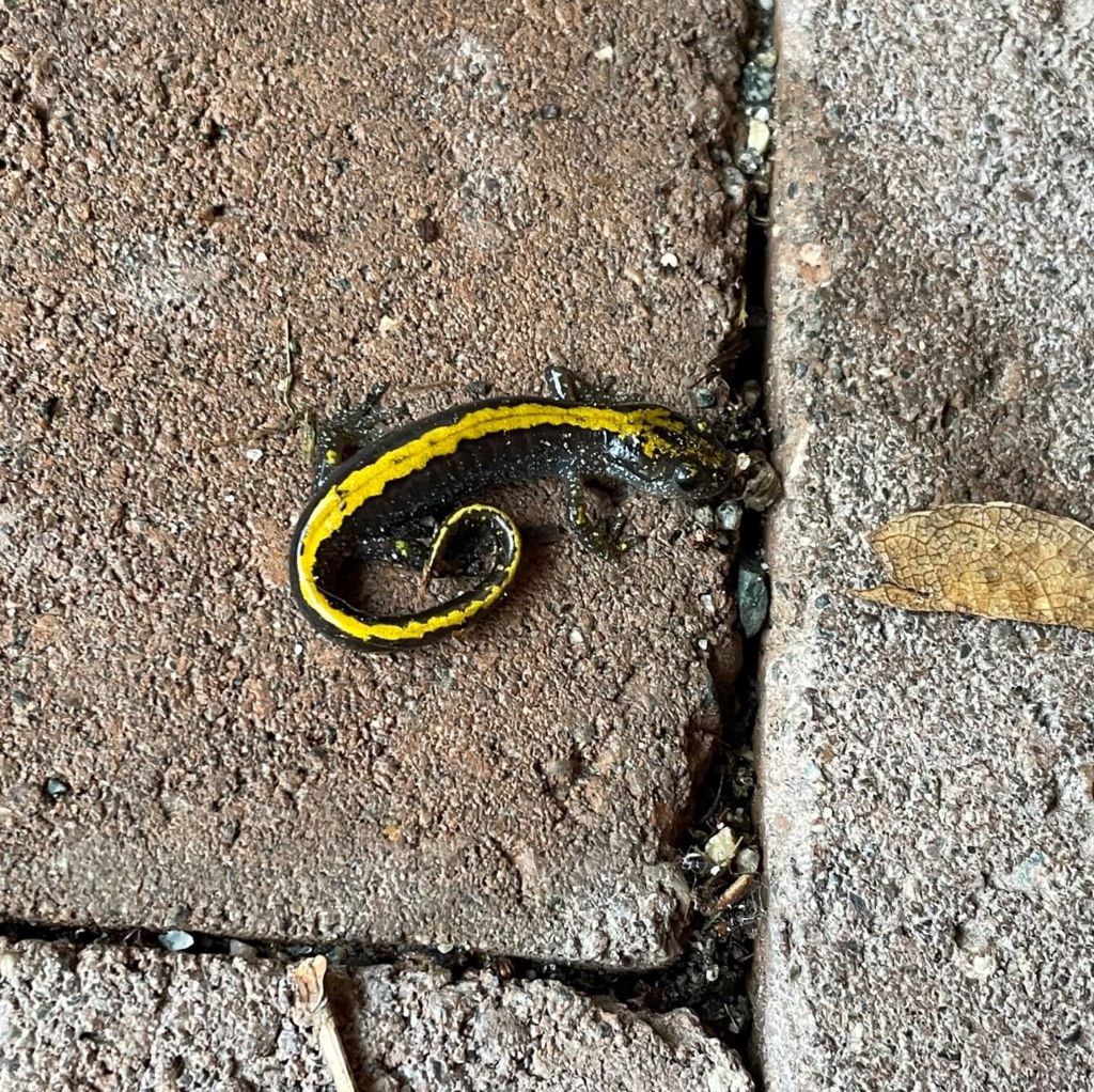 A sleepy, long-toed salamander sits curled up on a paver brick. The salamander's body is dark grey, with a bold yellow stripe from its head all the way down to the tip of its tail.