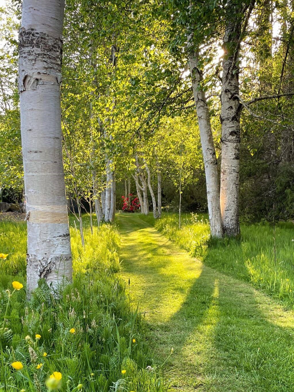 A row of white Himalayan Birch trees is backlit by sunshine and surrounded by overgrowing grasses with a path of cut grass leading through the trees to a bush of red rhododendron flowers.