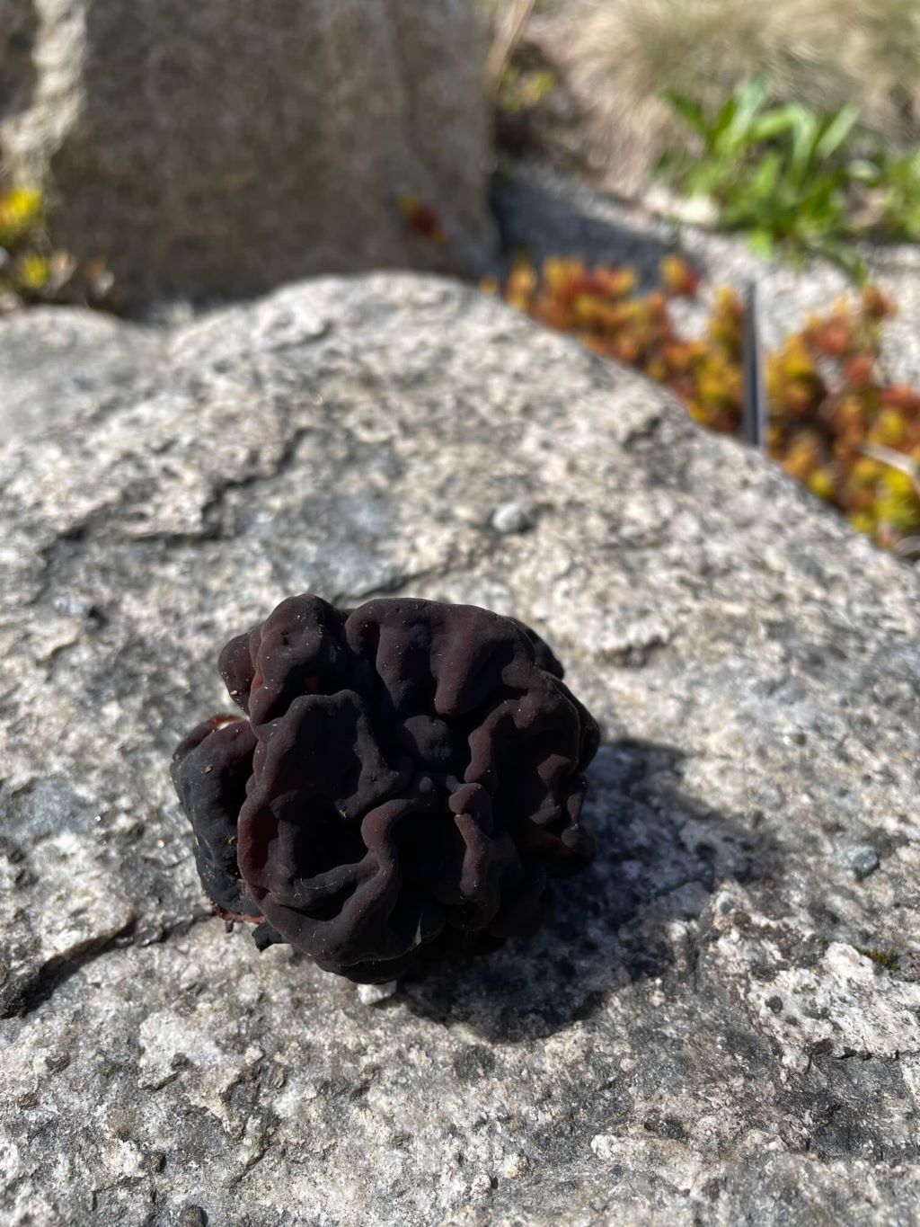A photo of a black, velvety mushroom that resembles a brain is perched on top of a boulder, likely abandoned or dropped by wildlife.