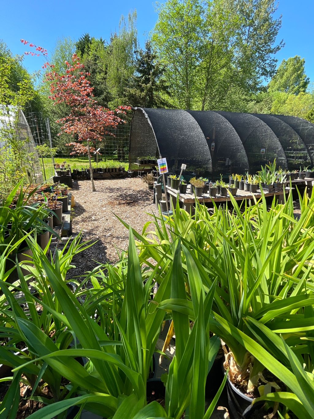 A photo of a black tarp-covered hoop house containing shade plants is surrounded by other plants and potted fowers for sale.