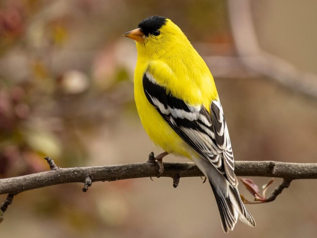 Small finch. Sharply pointed bill is pink in summer, grayish-brown in winter. Small head, long wings, and short, notched tail. Adult males in spring and summer are bright yellow with black forehead and wings