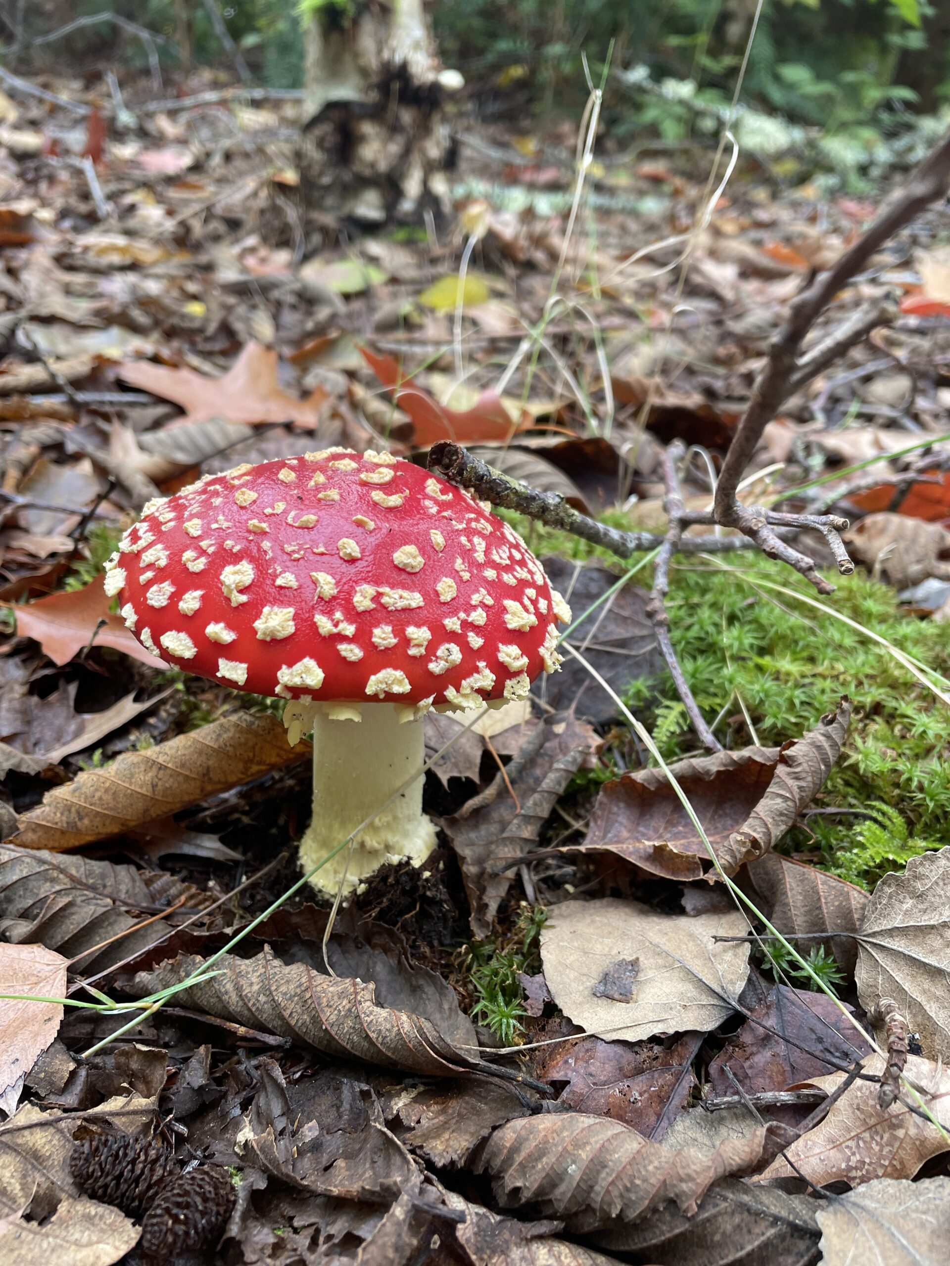 A photo of a mushroom growing out of a forest understory. It has a white stem with a bright red cap dotted with white warts.