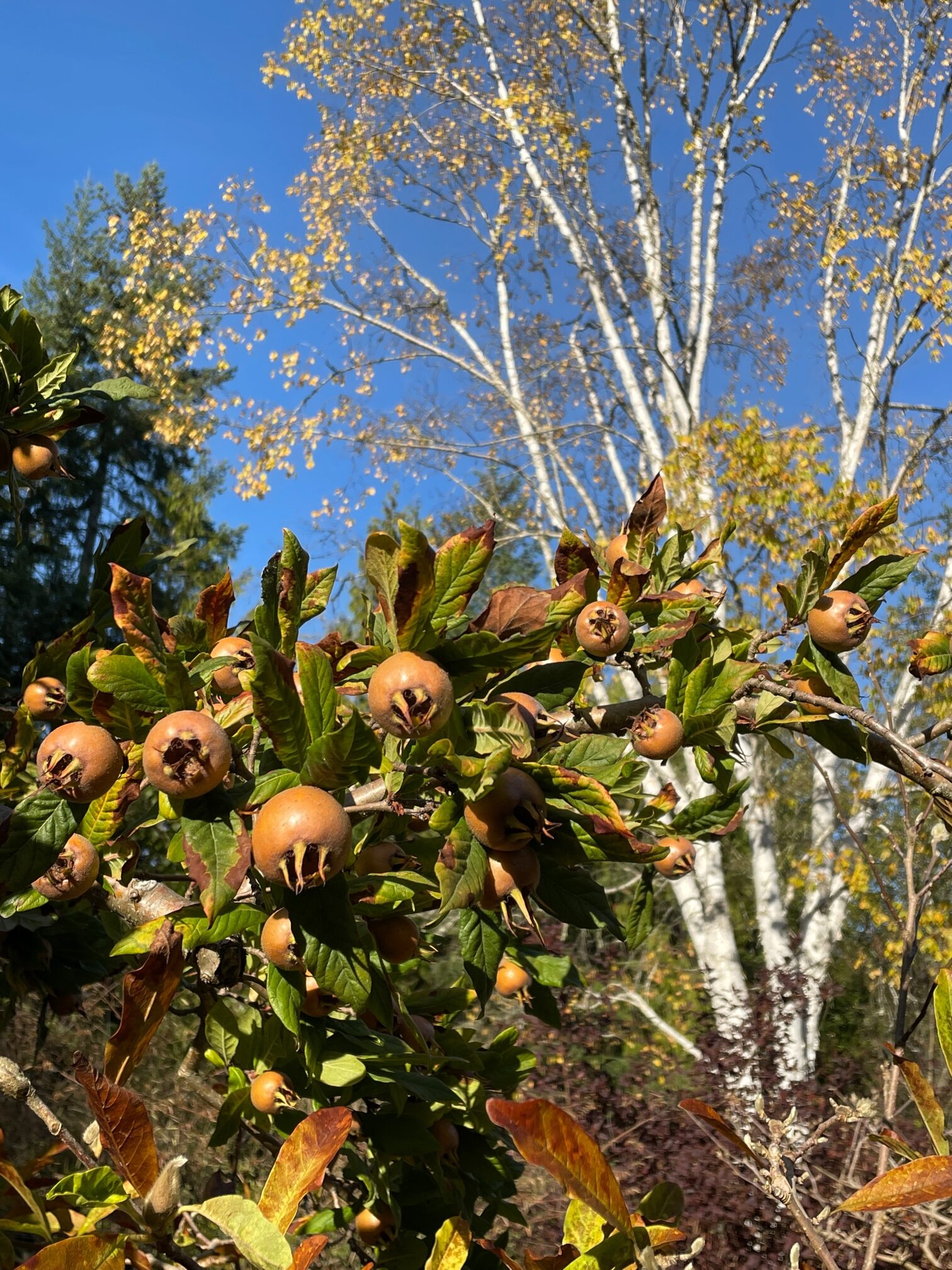 A photograph of a medlar branch bearing brown fruit that look very similar to rosehips. In the background is a tall white Himalayan Birch Tree and blue sky.
