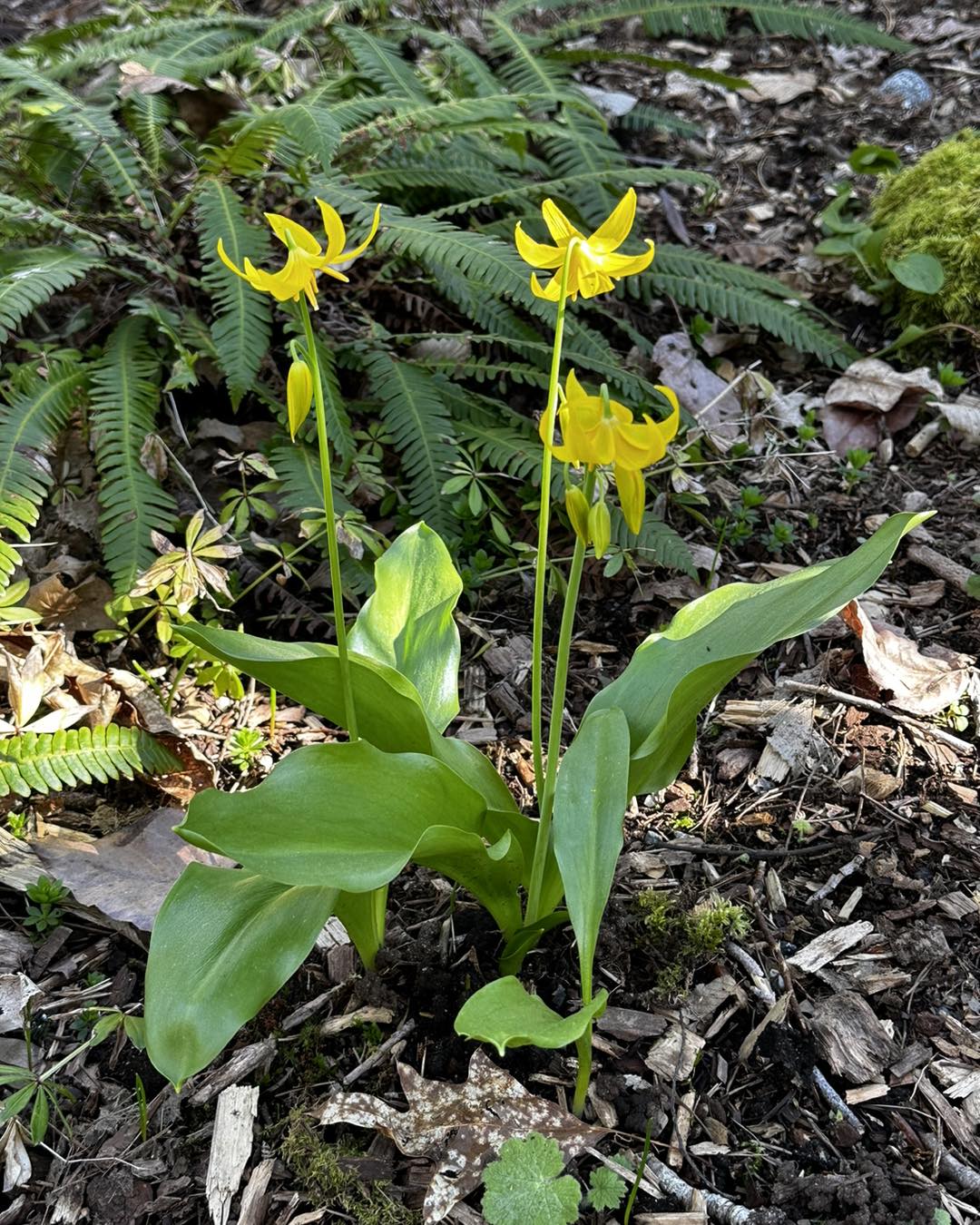A photo of a trout lily in a mixed garden bed with sword ferns, mosses, and soil covered i leaf mould mulch. Its deep green, glossy leaves, which begin in a unique rosebud-like cluster. Each stem can grow to 12" and produces 3-5  lily-like flowers which hang facing down. The yellow blooms have pointed petals that curve upwards to reveal long, yellow stamens. 