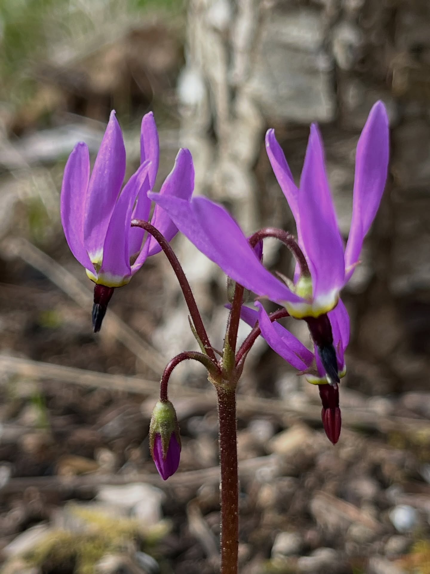 Broadleaf Shooting Star Delicate magenta petals suspend upwards from the dark purple stamen, as though the flower has been caught in a windstorm. The stalk is thin, red and void of leaves.